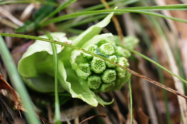 豊後高田 豊後高田